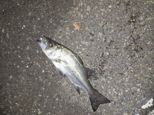 セイゴ（ヒラスズキ）の釣果