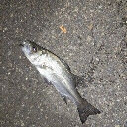 セイゴ（ヒラスズキ）