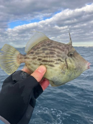 カワハギの釣果