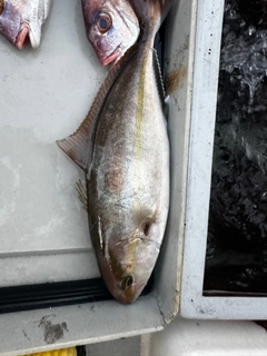 カンパチの釣果