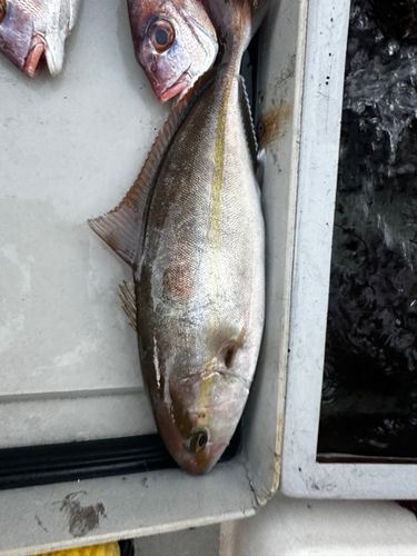 カンパチの釣果