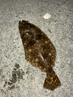 ヒラメの釣果