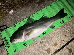 シーバスの釣果