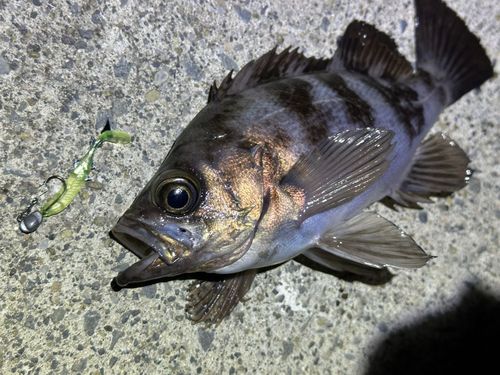 シロメバルの釣果