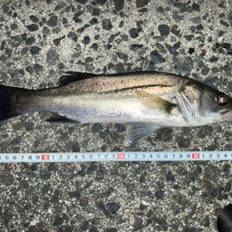 セイゴ（マルスズキ）