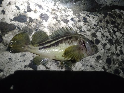 シマゾイの釣果