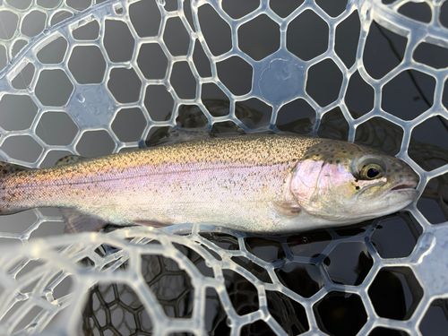 ニジマスの釣果