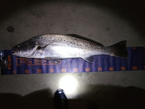 オオニベの釣果