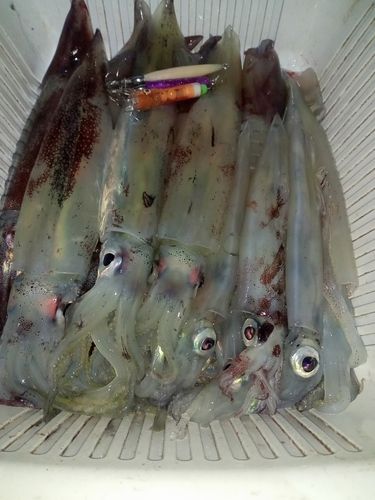 スルメイカの釣果