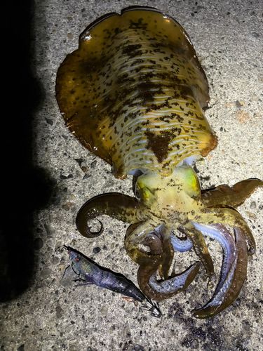 アオリイカの釣果