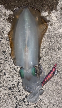アオリイカの釣果