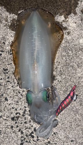 アオリイカの釣果