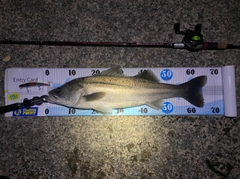 シーバスの釣果