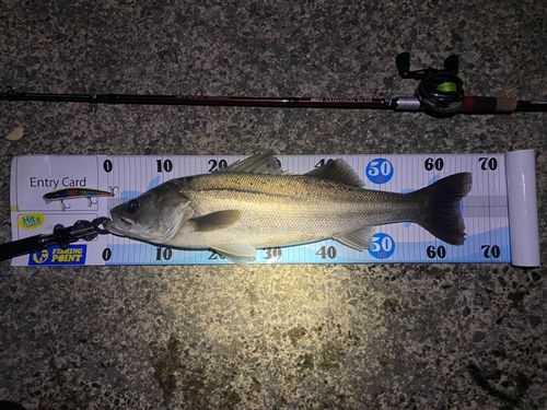 シーバスの釣果