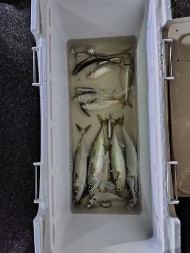 サバの釣果