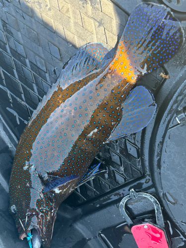 アオノメハタの釣果