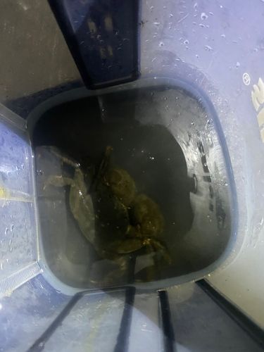 モクズガニの釣果