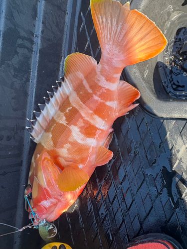 ハンゴーミーバイの釣果