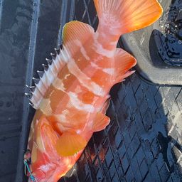 ハンゴーミーバイ