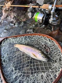 ニジマスの釣果