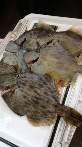 カワハギの釣果