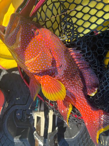 ナガジューミーバイの釣果