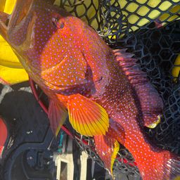 ナガジューミーバイ