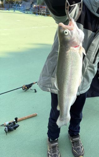 西武園ゆうえんちフィッシングランド