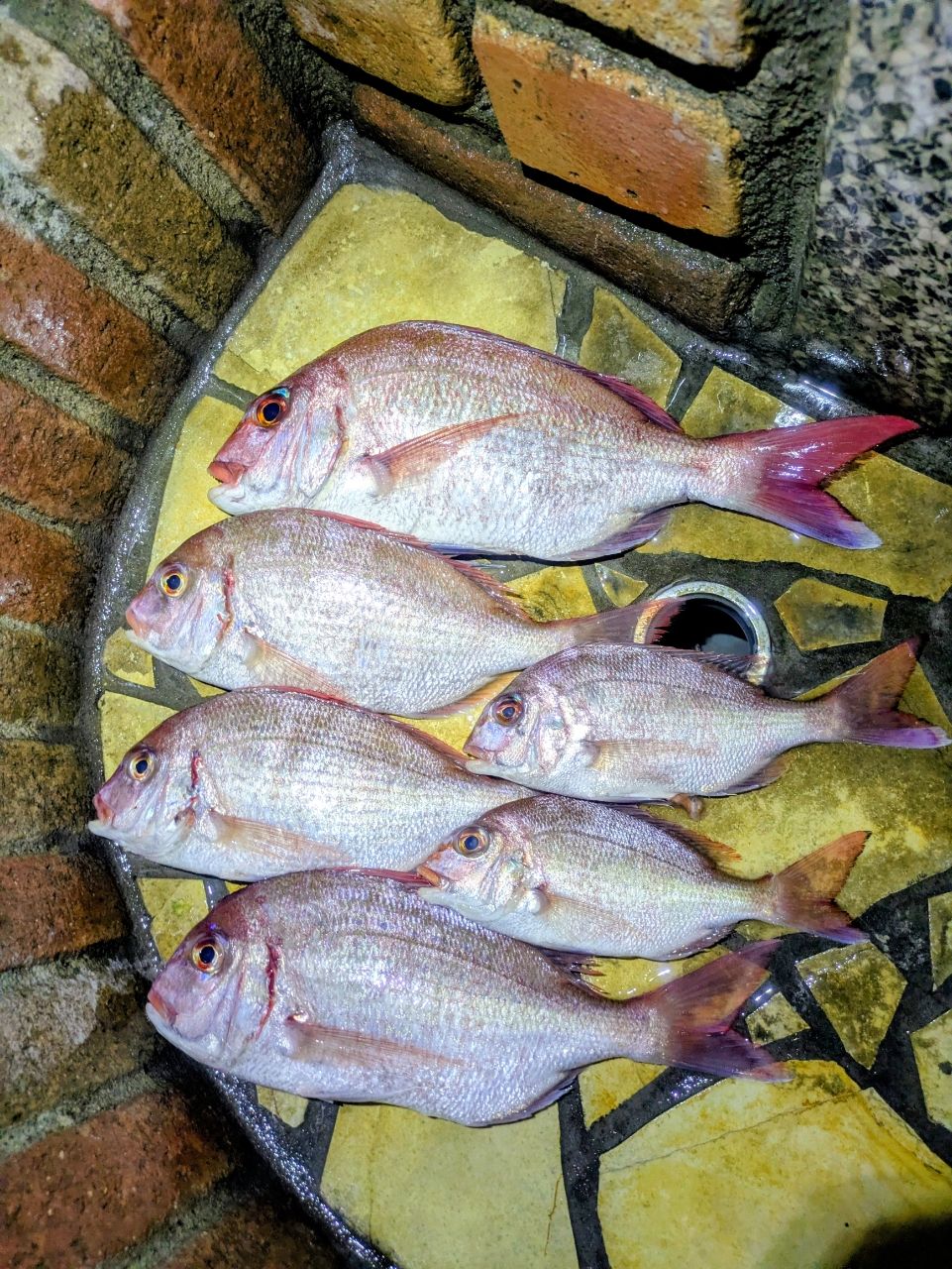 おさかな番長✩さんの釣果 1枚目の画像