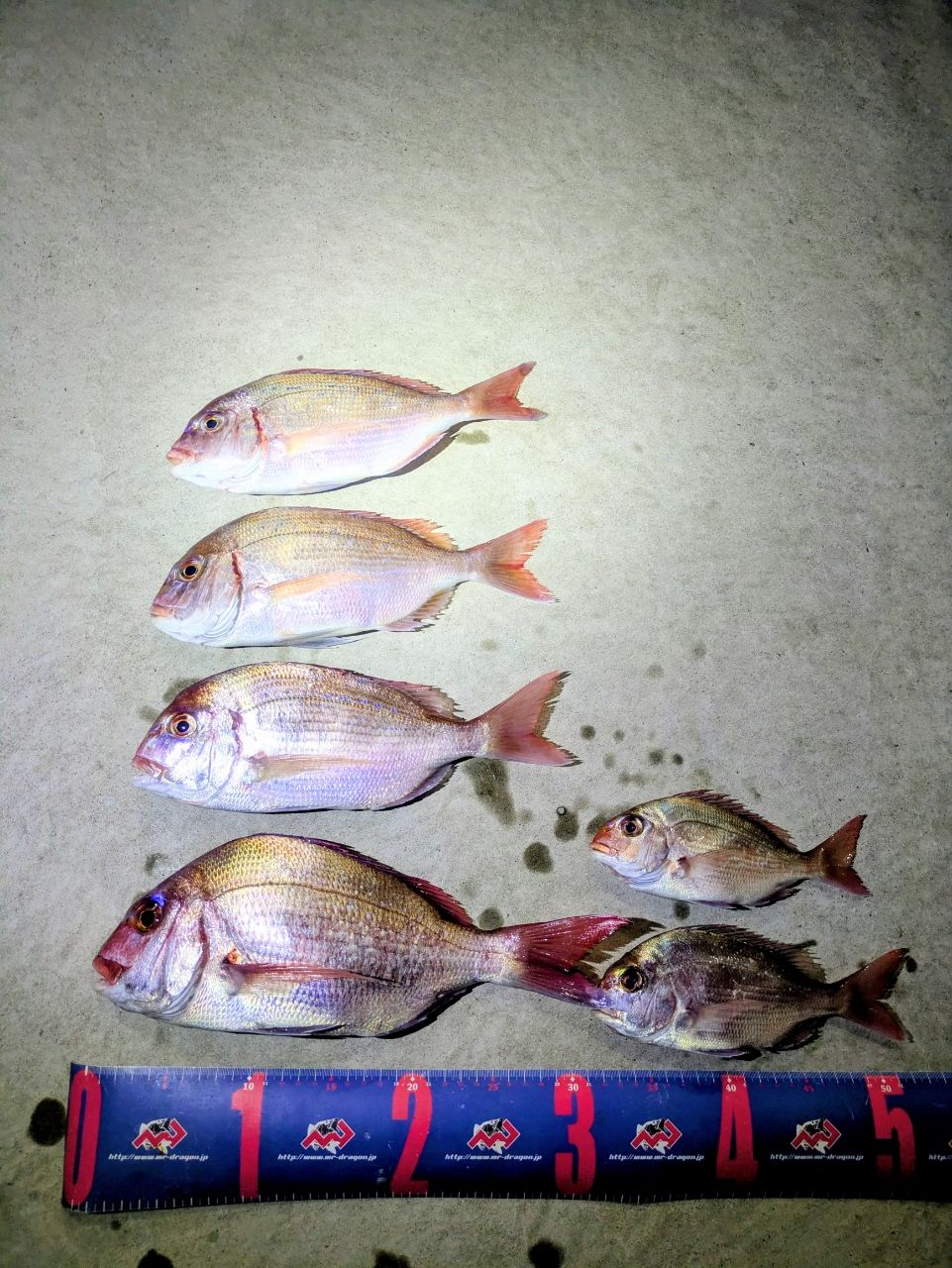 おさかな番長✩さんの釣果 2枚目の画像