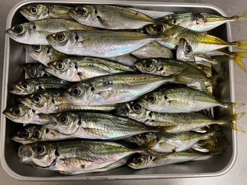 アジの釣果
