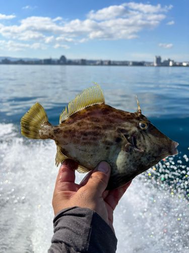 カワハギの釣果