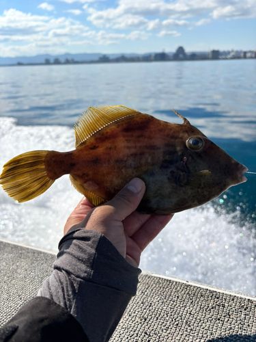 カワハギの釣果