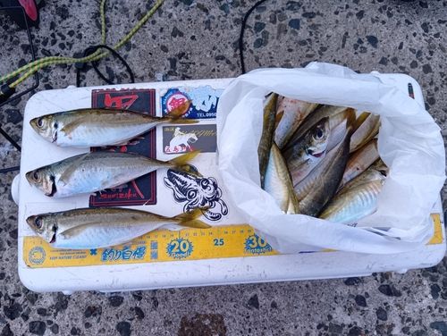 アジの釣果