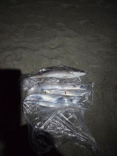 オオニベの釣果