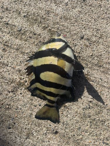 イシダイの釣果