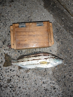 シマイサキの釣果