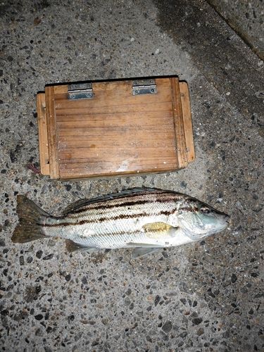 シマイサキの釣果