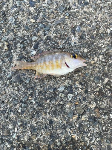 ハマフエフキダイの釣果