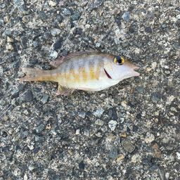 ハマフエフキダイ