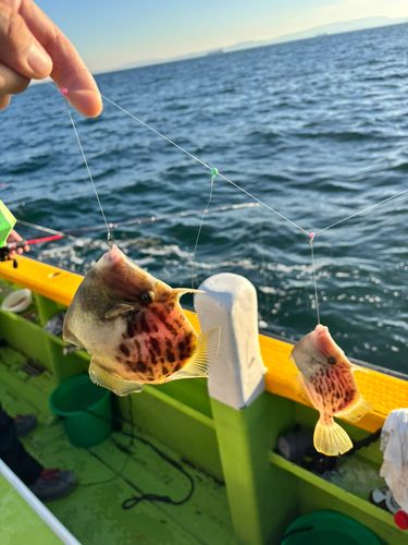 カワハギの釣果