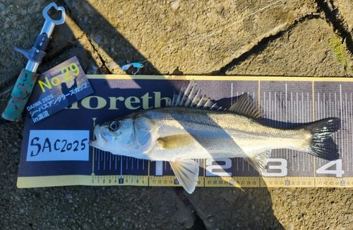 シーバスの釣果