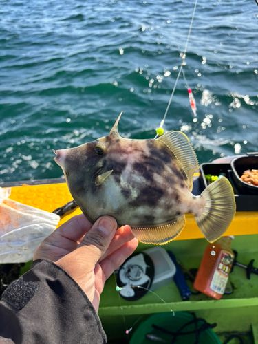 カワハギの釣果