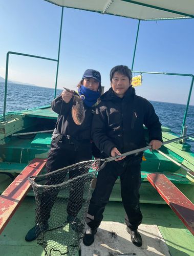 アオリイカの釣果