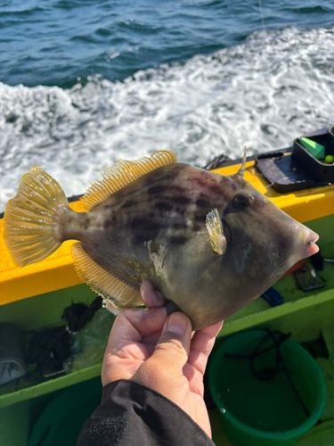 カワハギの釣果