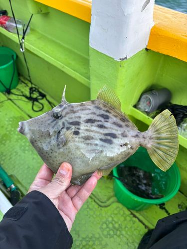 カワハギの釣果