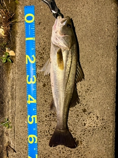 シーバスの釣果