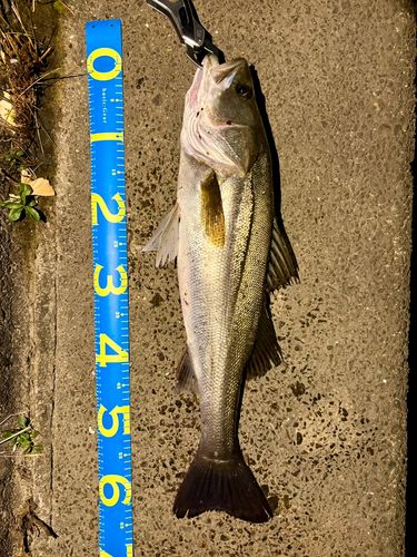 シーバスの釣果