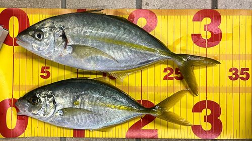 シマアジの釣果