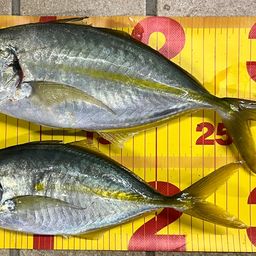シマアジ